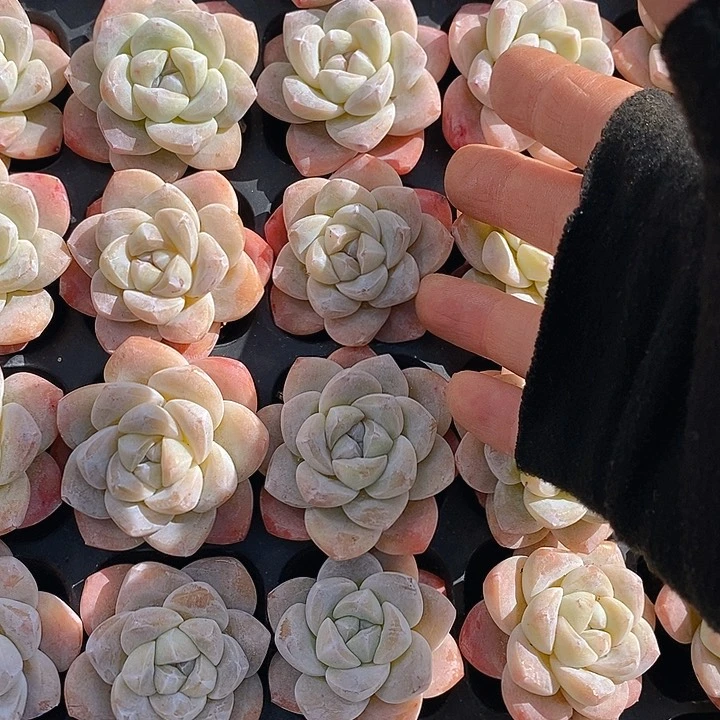 137 多肉植物盆栽花卉盆栽