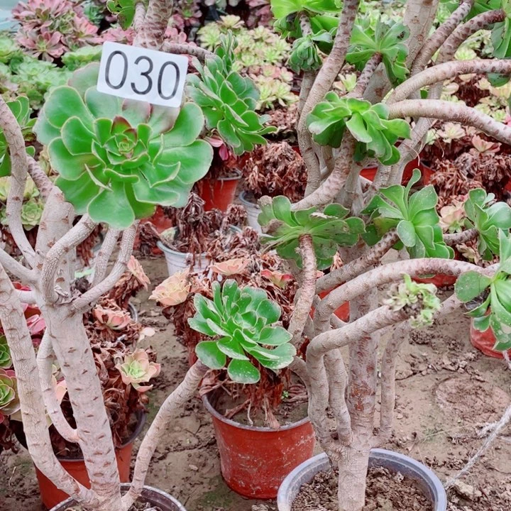 用****4多肉植物组合 030