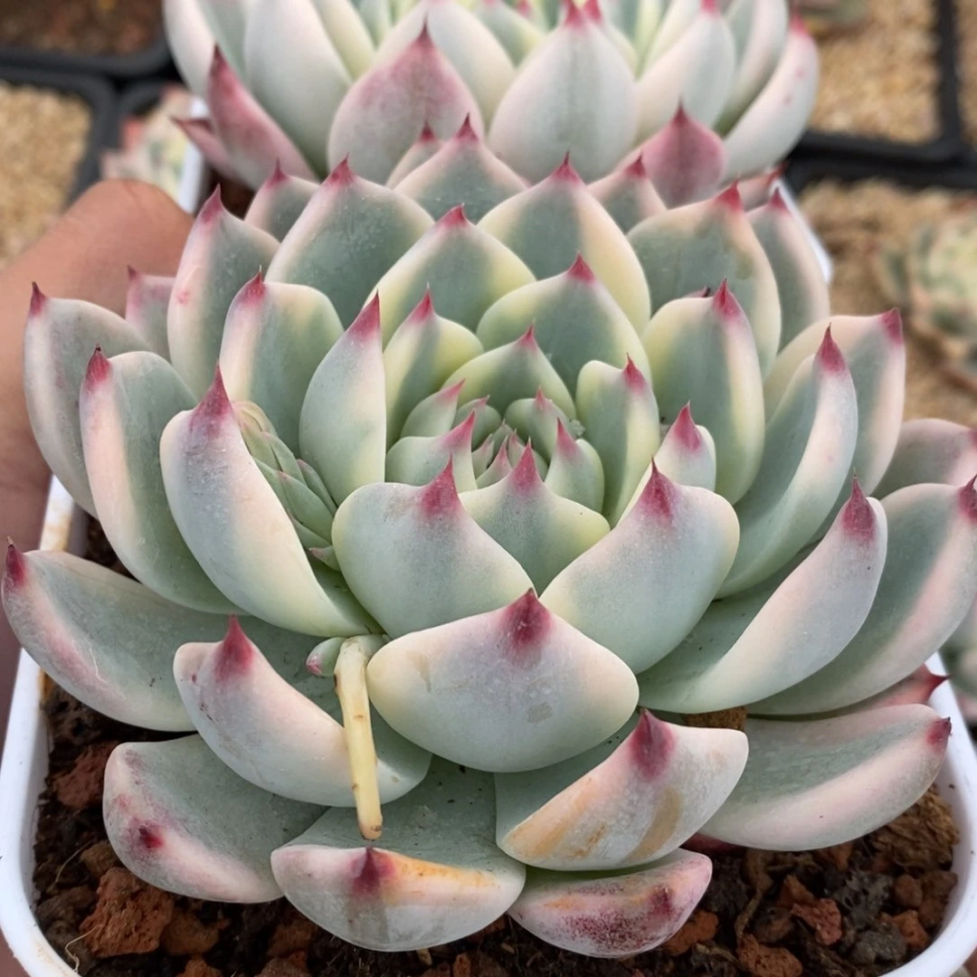 吉娃娃锦新年福利