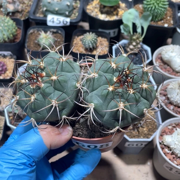 608实生双头天紫玉