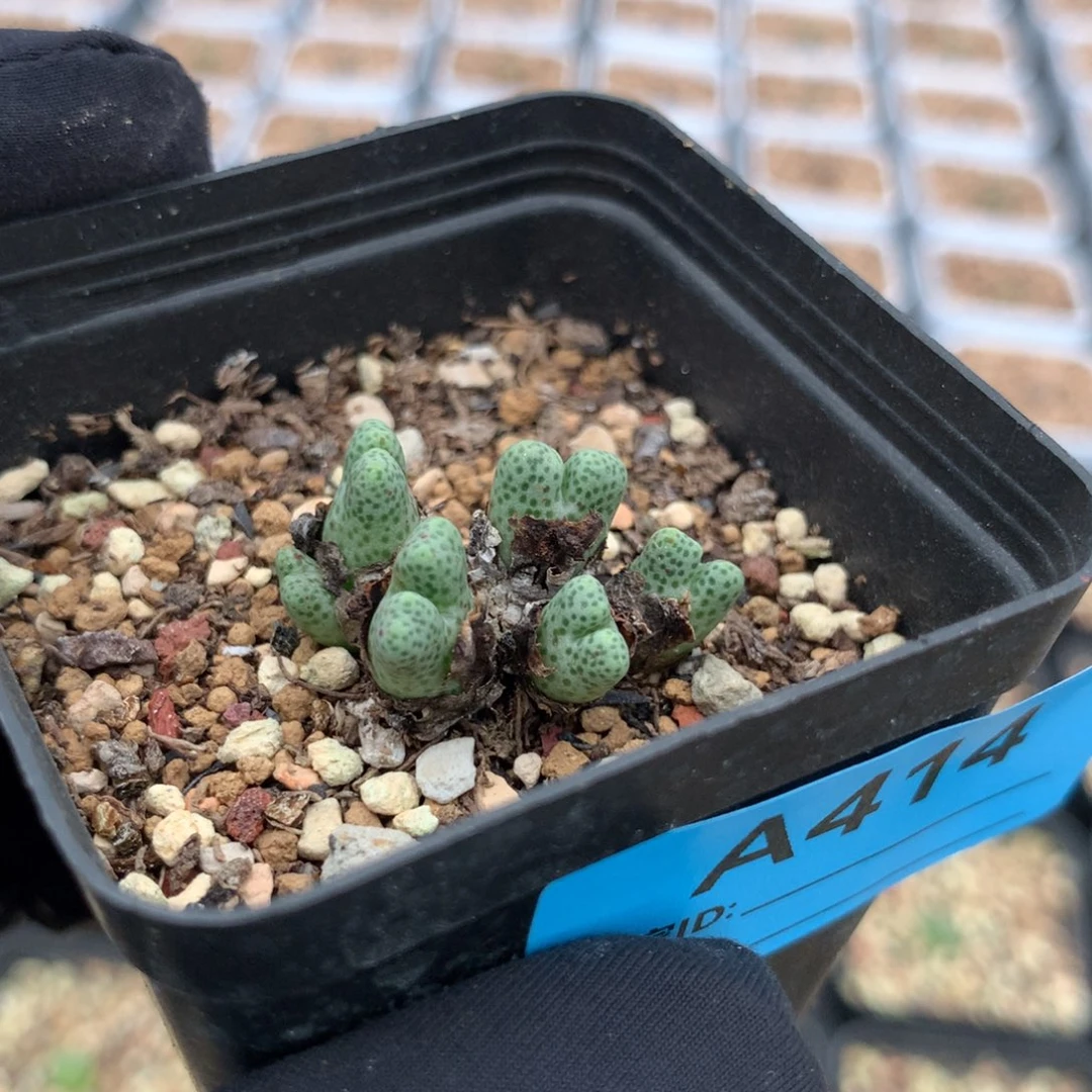 a414鹿角斑马母本