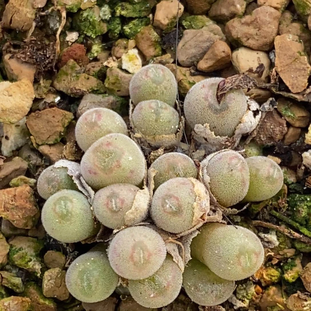 1044猕猴桃一群一群