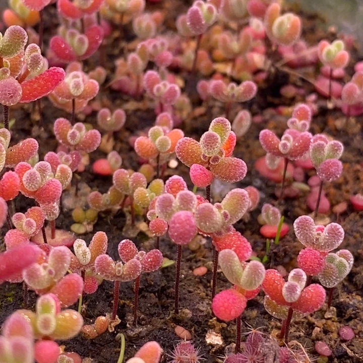 无花朵219混合切糕十个品种。