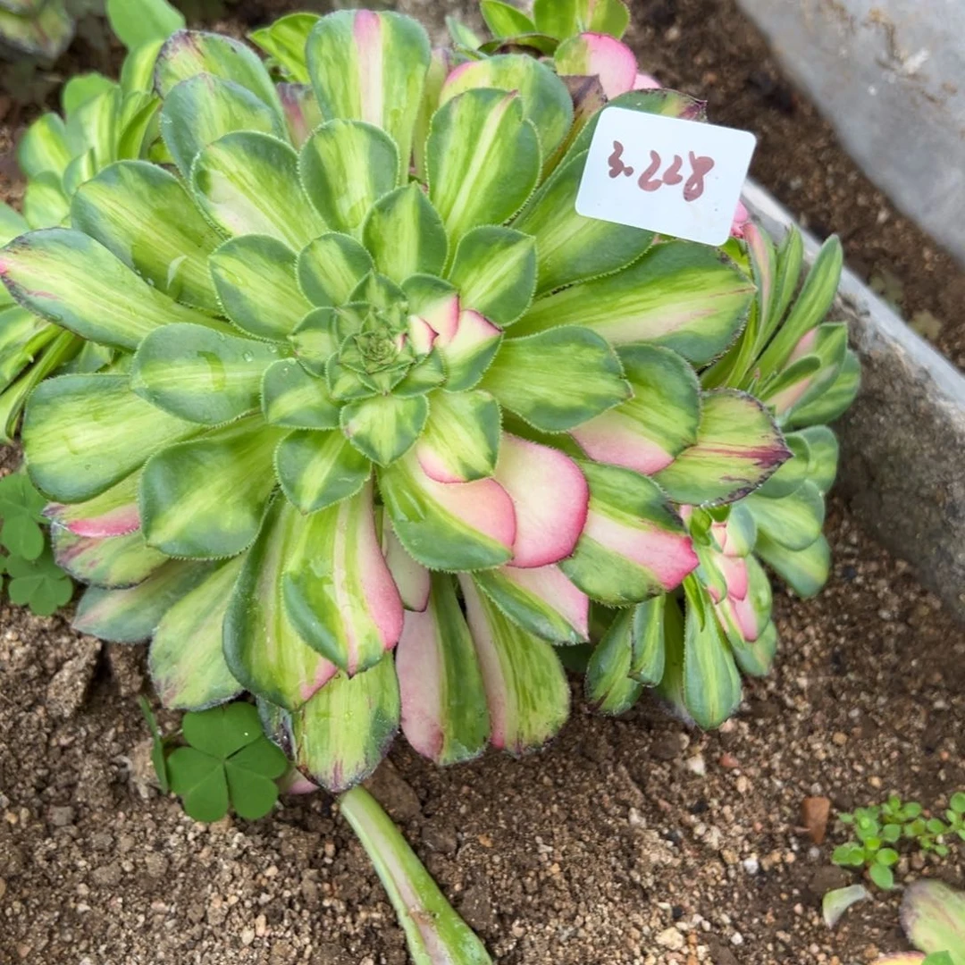 228知否多肉植物直