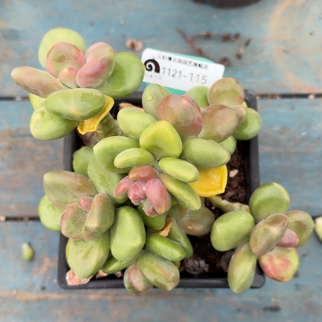 从前慢多肉精选编号1121.115