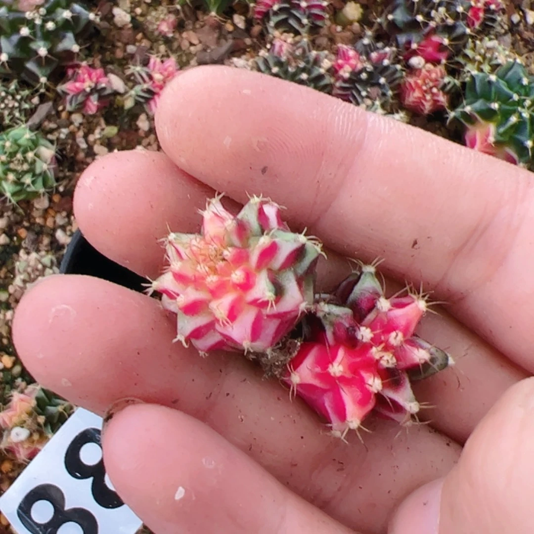 当前无花栽培后可以开花882