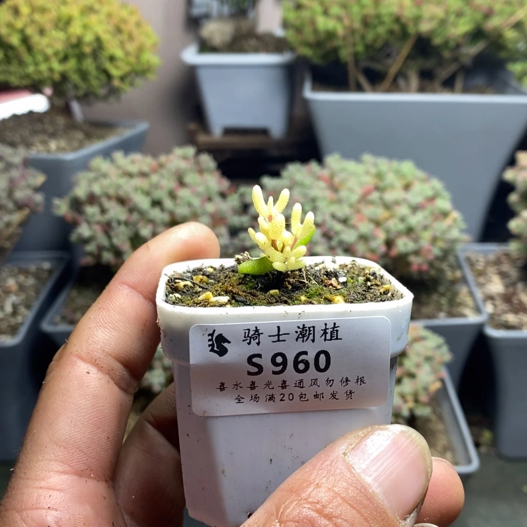 960糖球粉锦假飞机猪