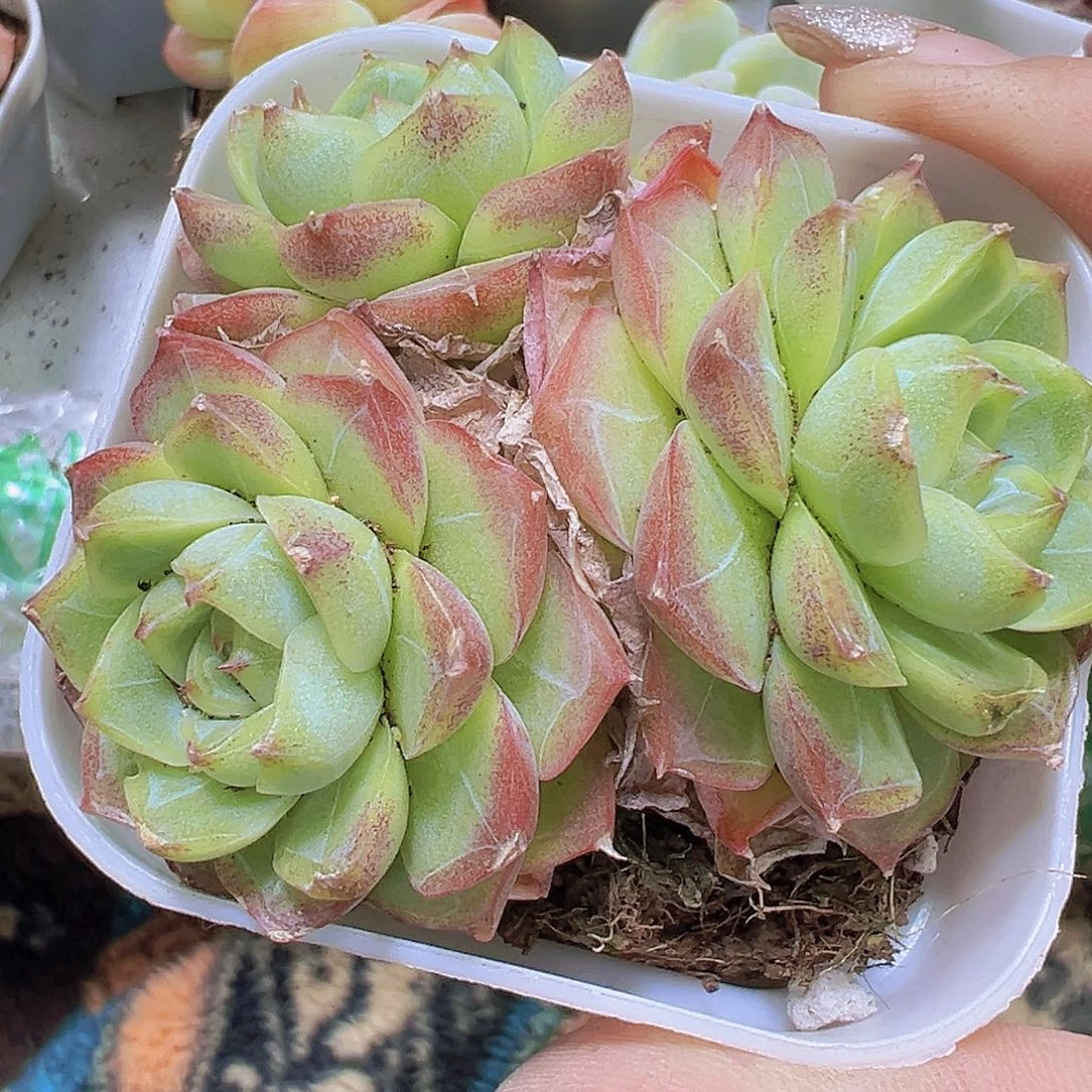 玫瑰仙子群生19包邮多肉