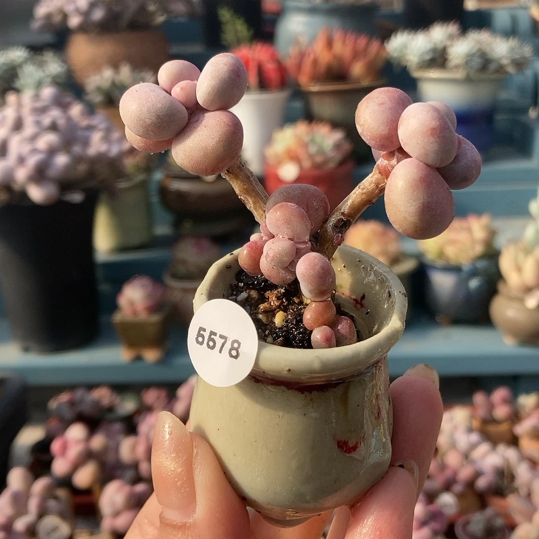 5578糖果腰子蛋带盆土