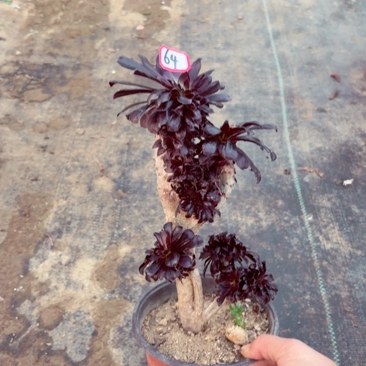 小墨缀造型桩64法师多肉