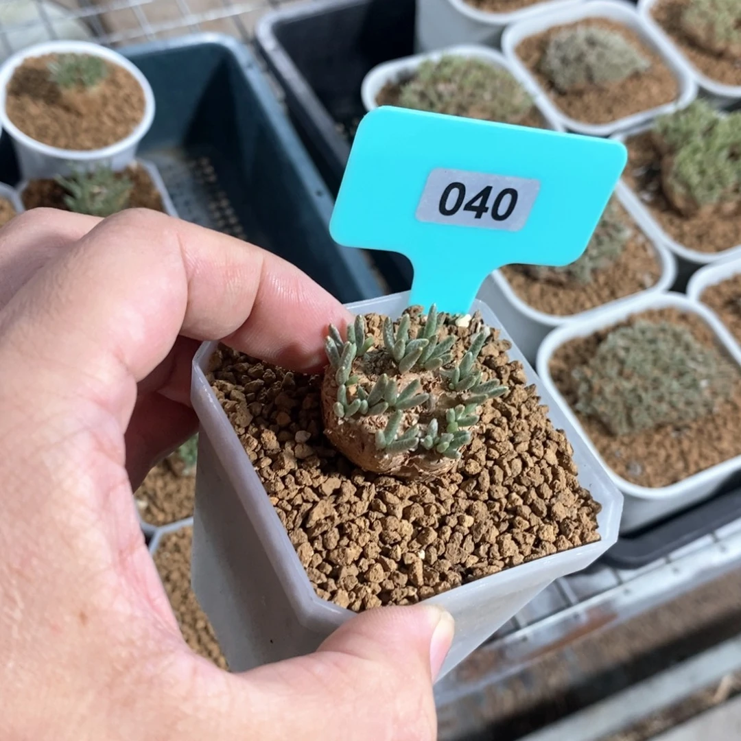 韧锦块根多肉植物