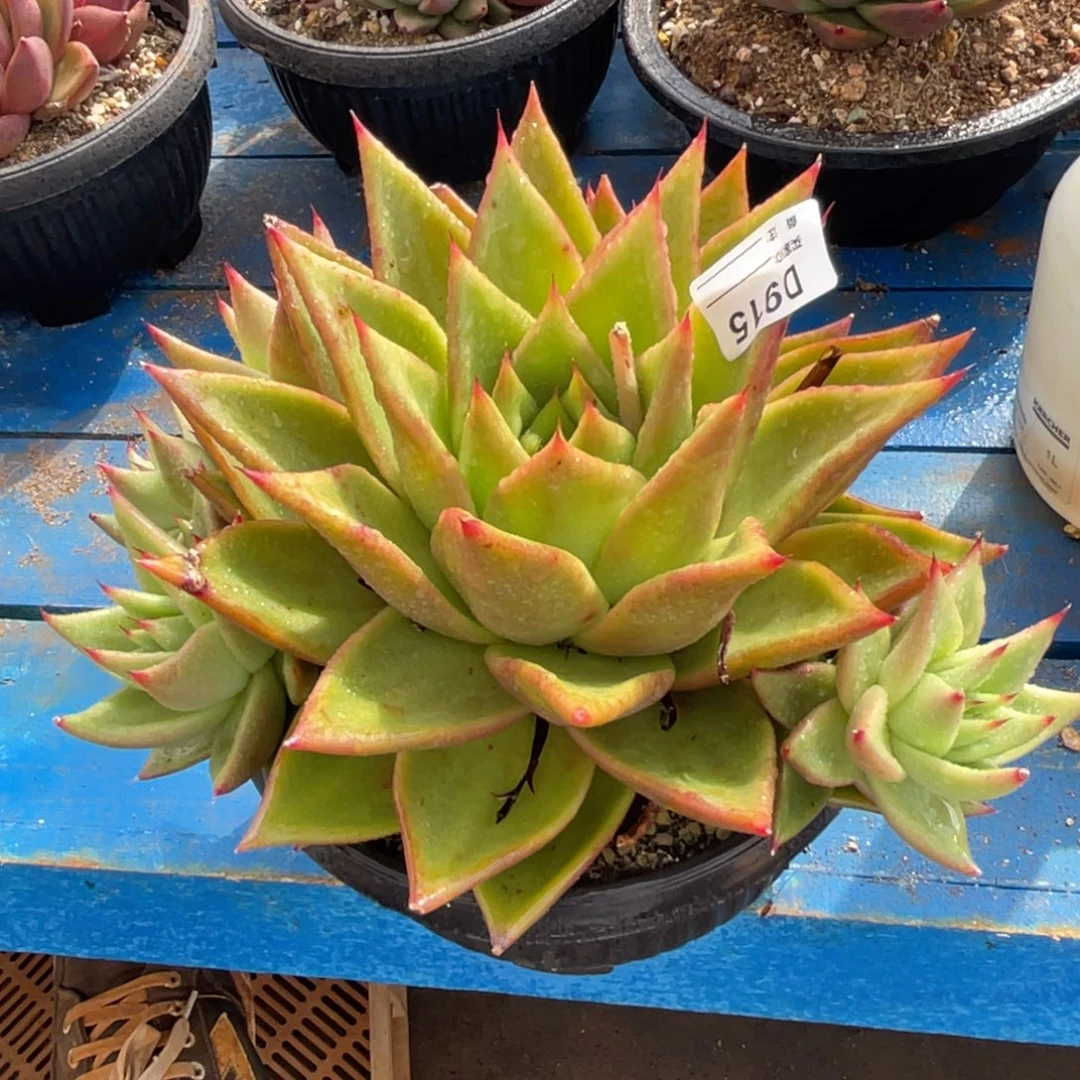 无花朵若如东云单拍D915