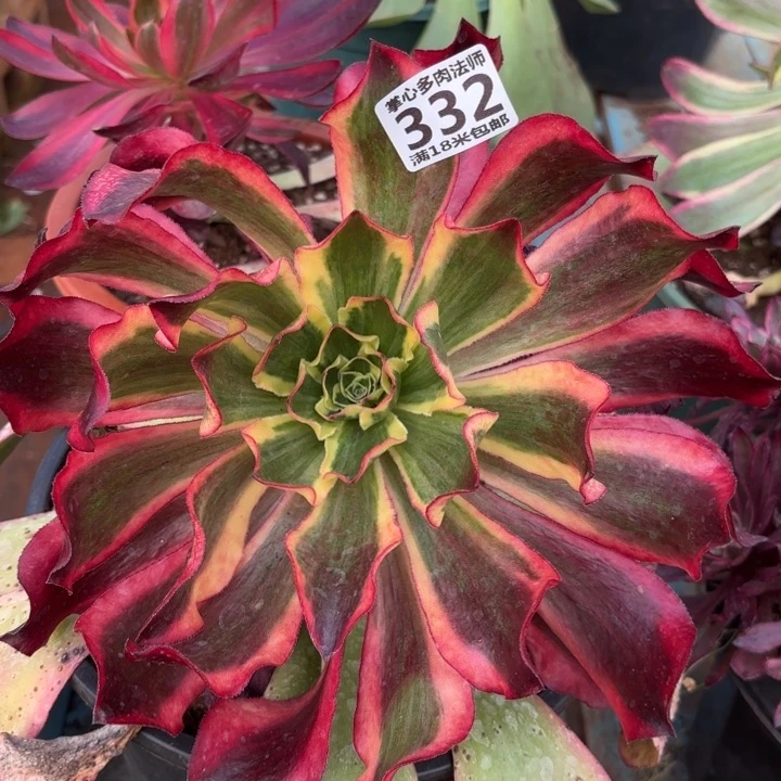 332魅影掌心多肉法师锦，我给您