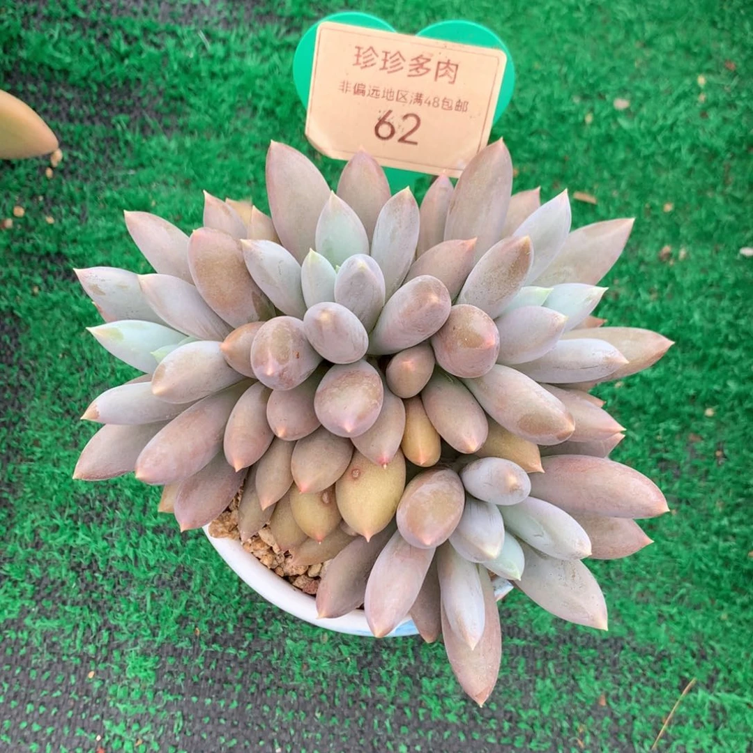 兰*哥特萝莉朵朵缀母本62