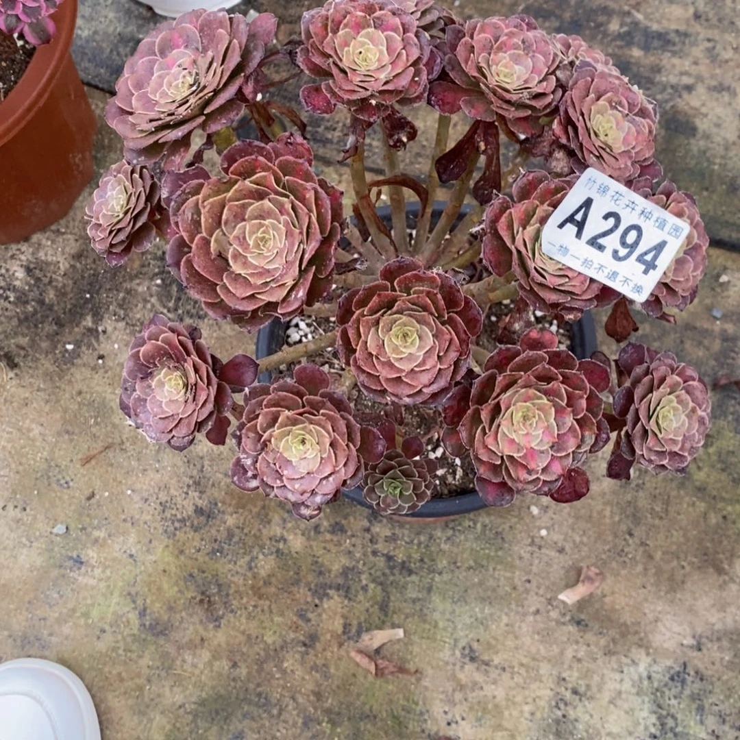 394铜壶中班小福利