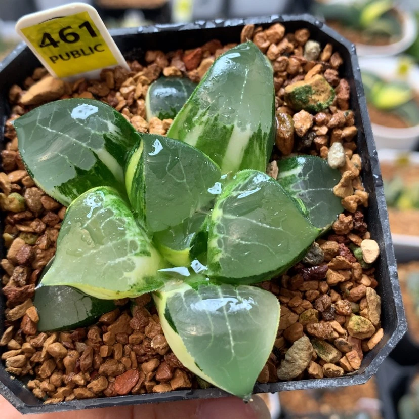 【闪购商品】461龙禧