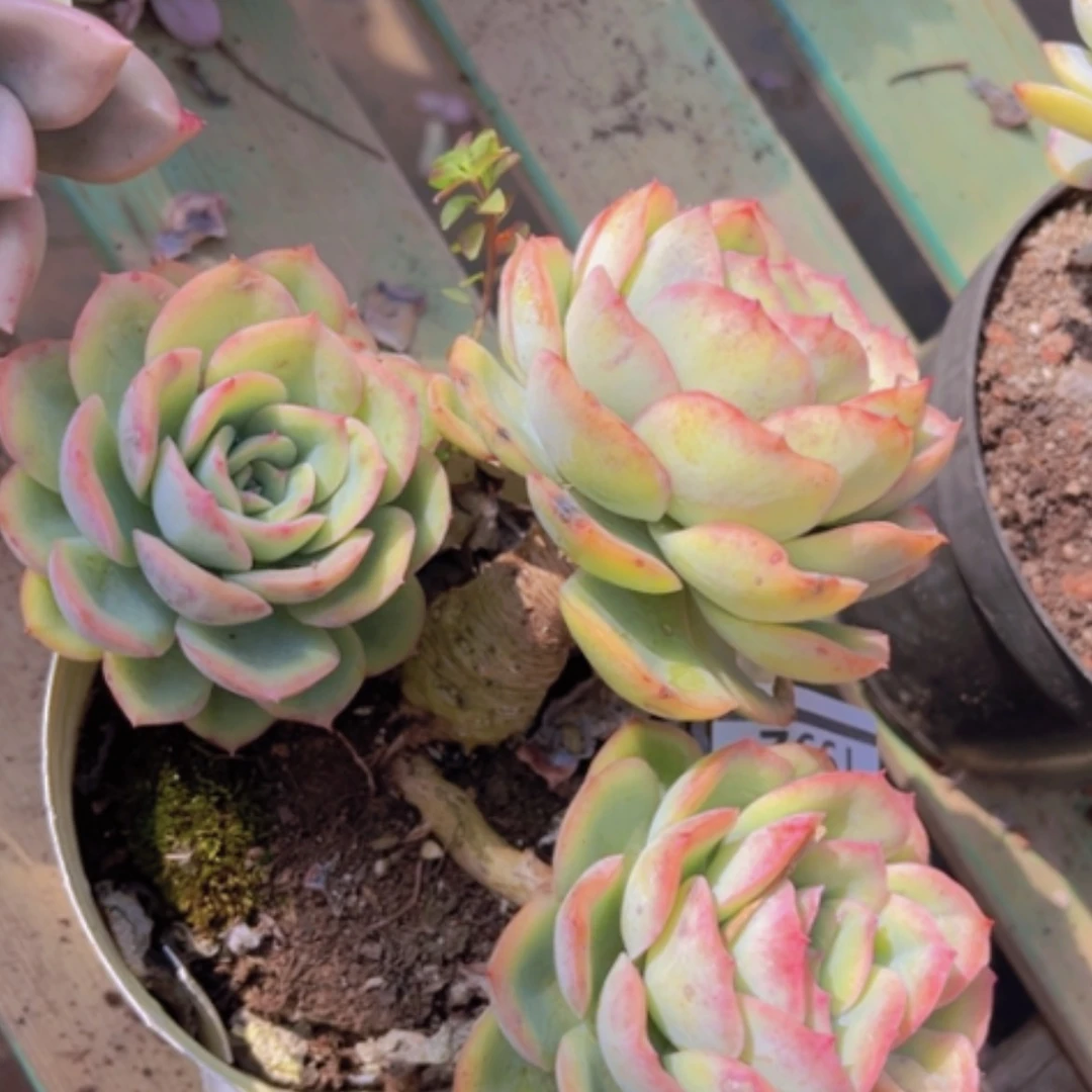 【闪购商品】晨露1992