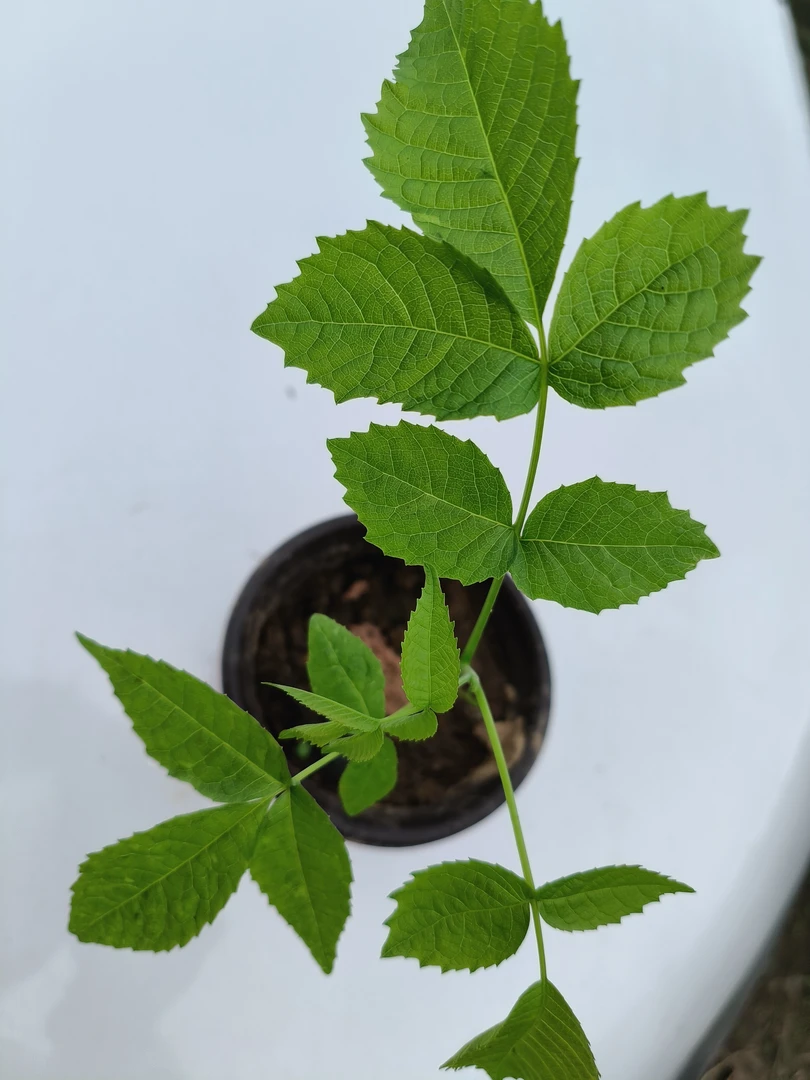 文玩核桃白狮子盆栽树苗，带绿叶，文玩核桃树苗麻核桃树