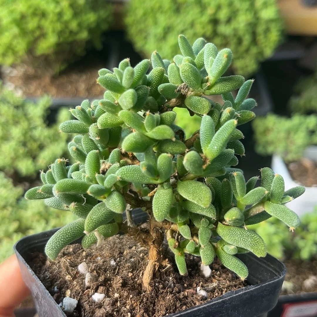 635玉米。