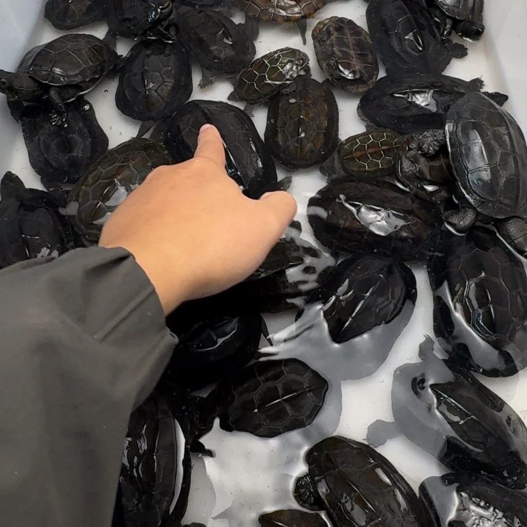 绿毛龟公苏北墨龟