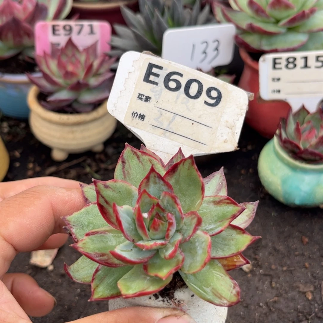 惊鸿仙子多肉植物609