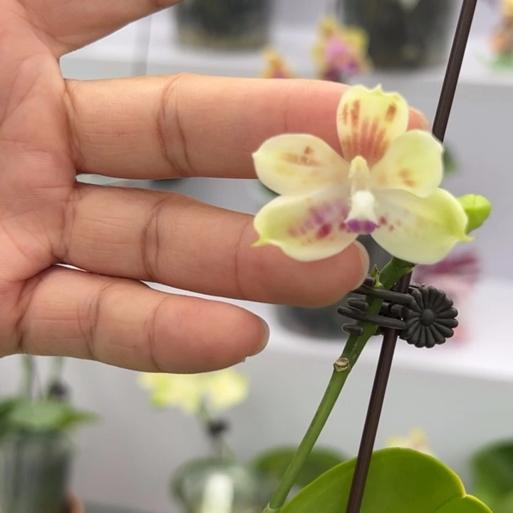 大部分花苞少量开放2.8寸杯爪哇交铁爪 灵动小彩蝶