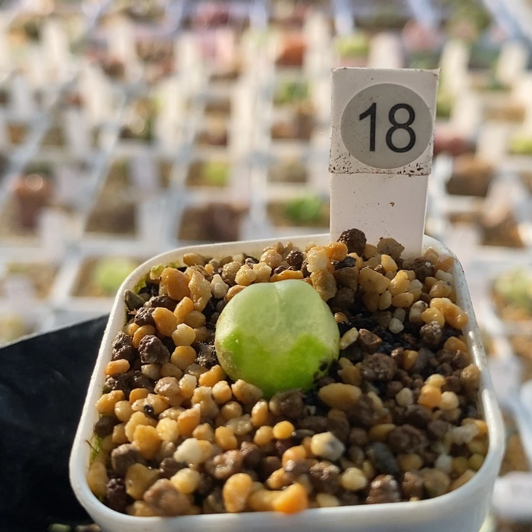 一物一拍三年拉登尺寸1.4