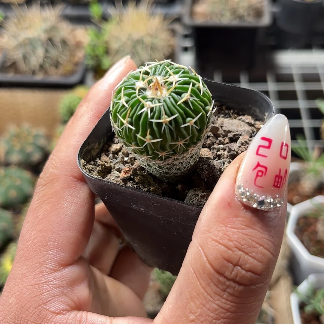 8.8太刀岚单头发货单头发货