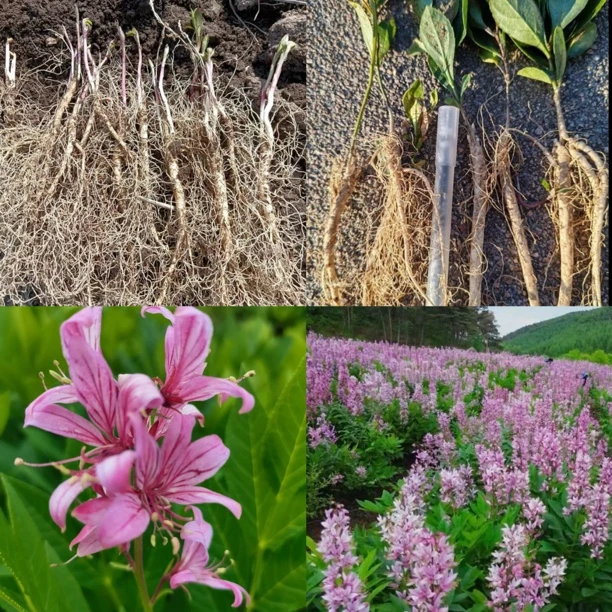 白鲜皮种子种苗中草药鲜活植物八股牛根苗盆栽地栽四季易活苗