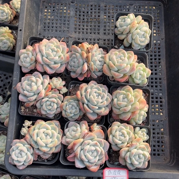 う***皮冰玉多肉七方盆一组10个