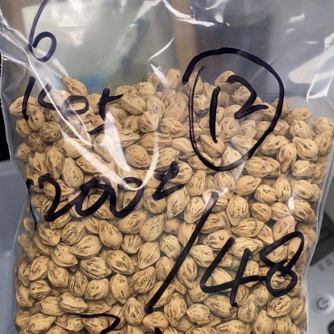 柏香籽/百香籽吊坠