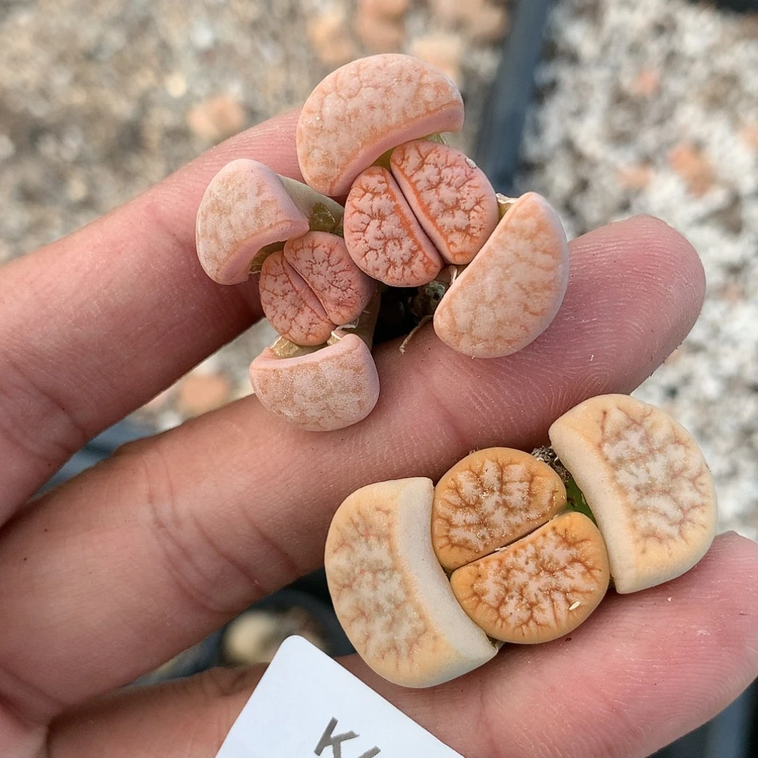 知*?K486多肉植物保护研究所