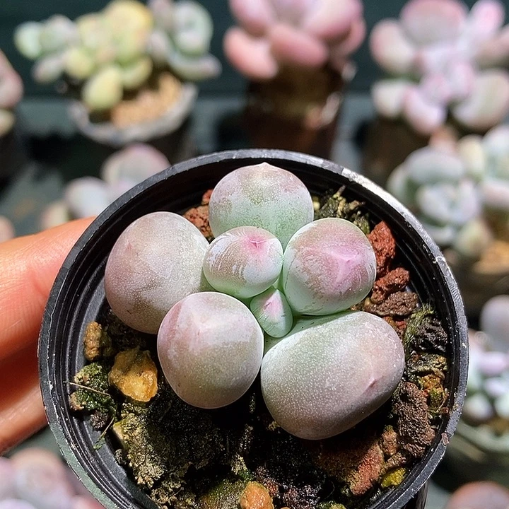 米可奶酪一物一拍