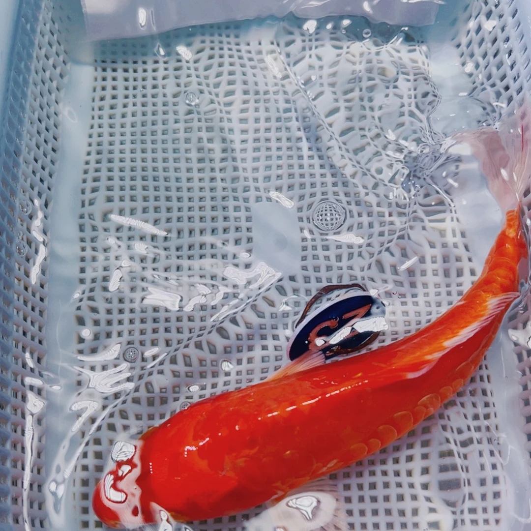 海水鱼锦鲤观赏鱼23