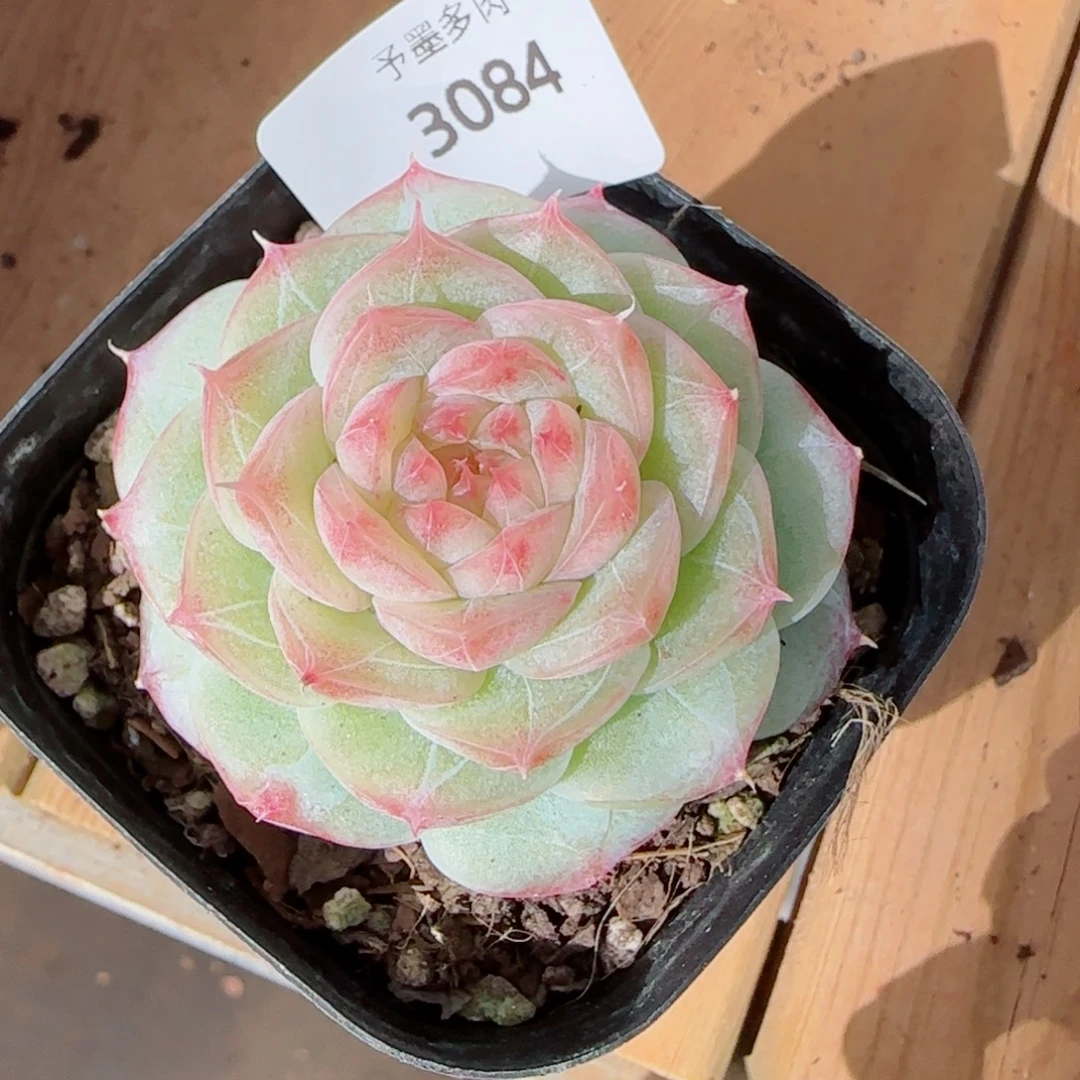 焦糖玛朵，3084多肉植物