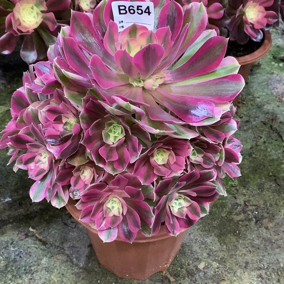 女巫多肉植物654