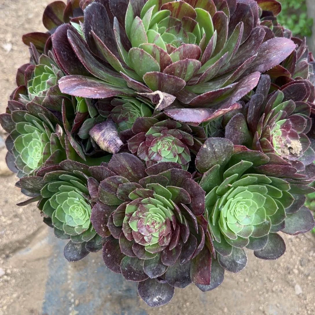 240花月夜多肉植物和