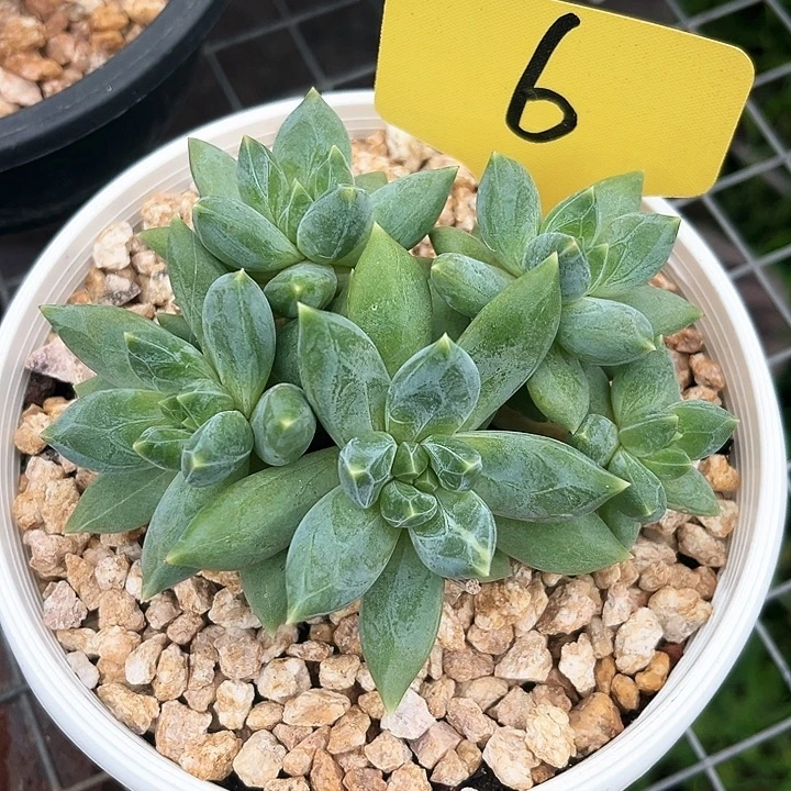 重楼6号码牌子的话题了