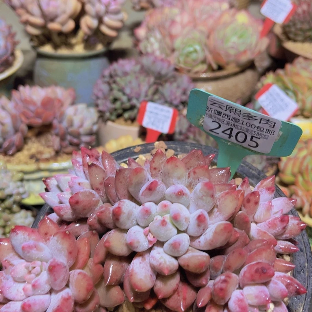 2405所罗门多肉植物