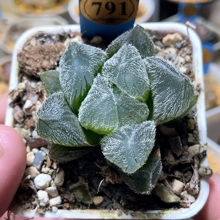 791巨大梦露特选福利