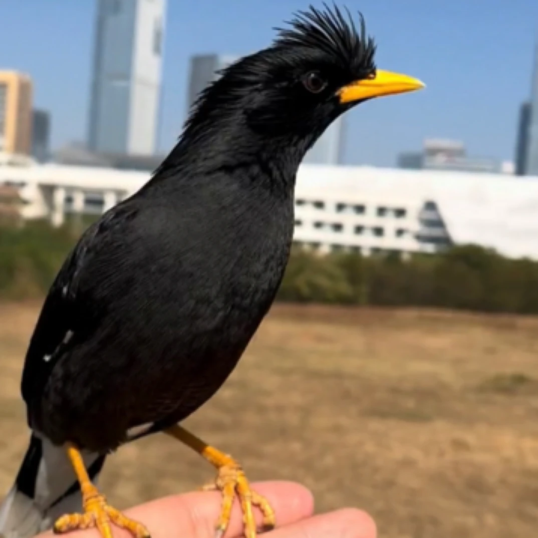 宠物活体鸟成年越林文鸟（下单前请阅读购买规则）