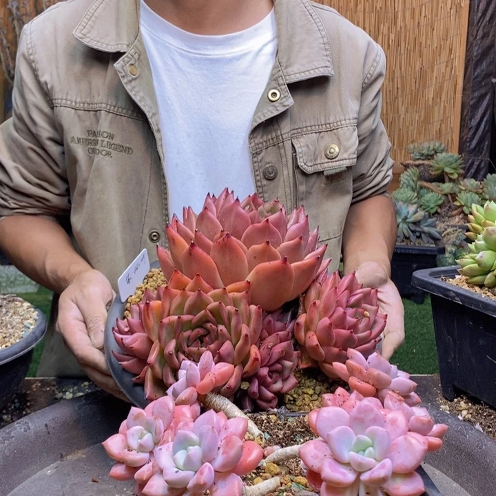 一***诺303号花斑鹿多肉植物