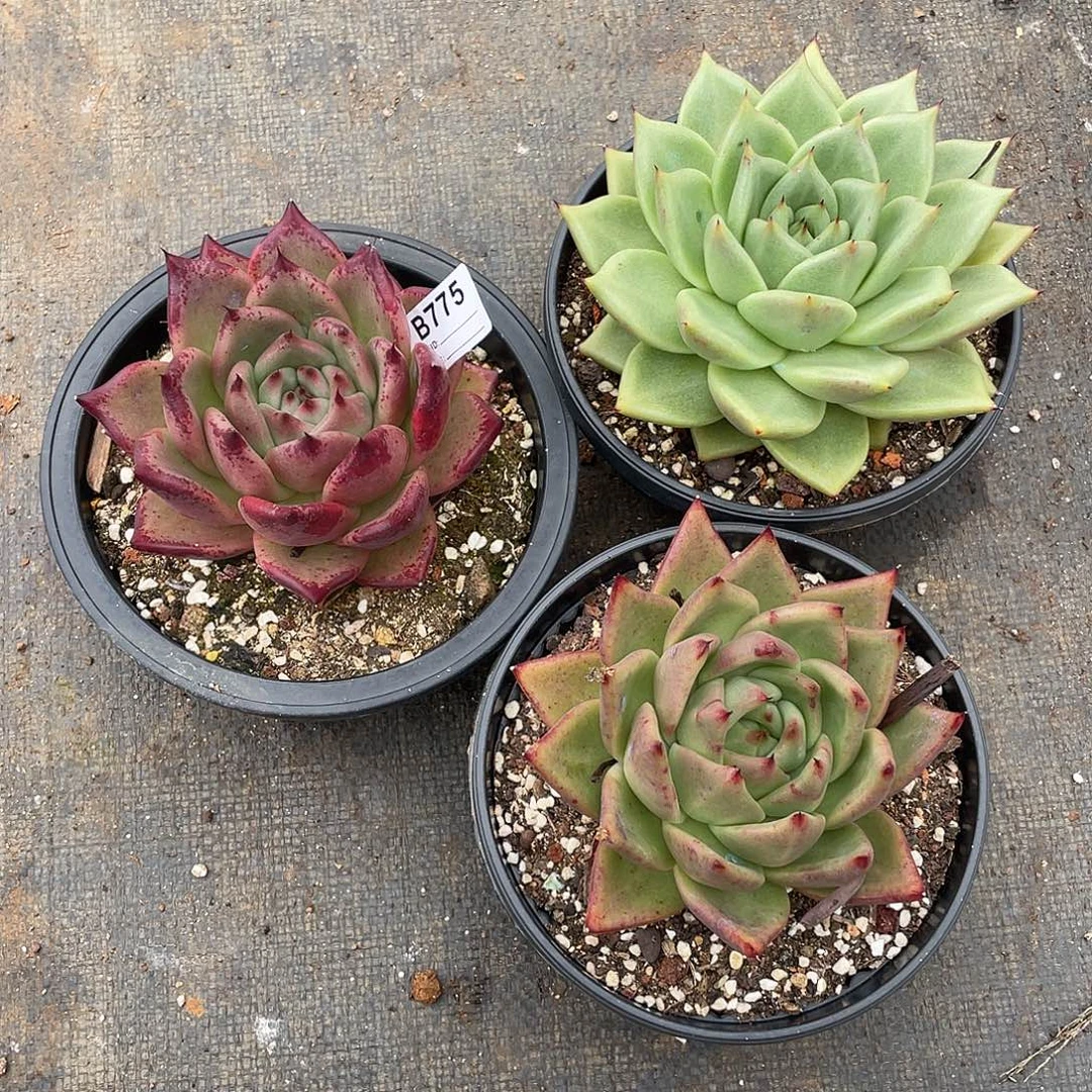 若如东云组拍B775