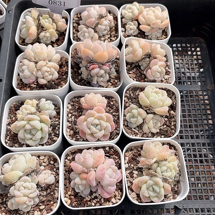 薇薇安园艺多肉0831