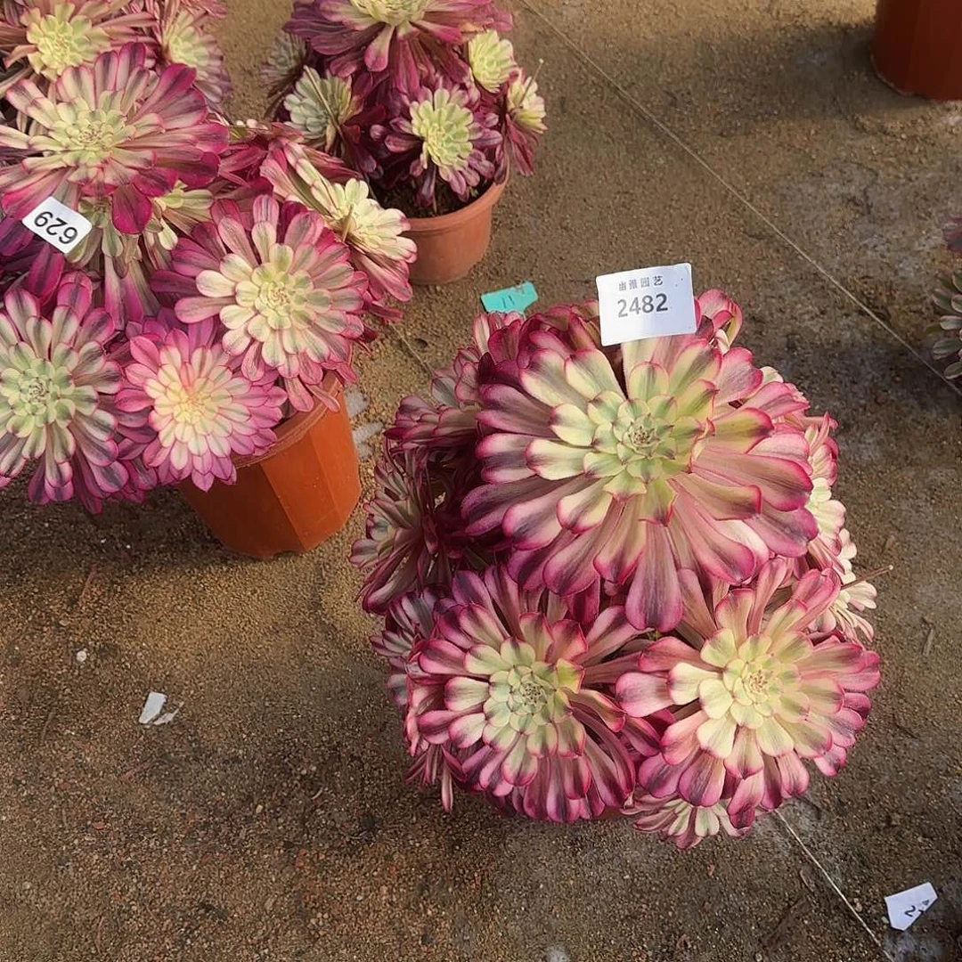 多肉植物十里红妆2482