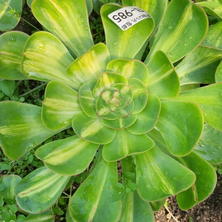 985暴君多肉12345678