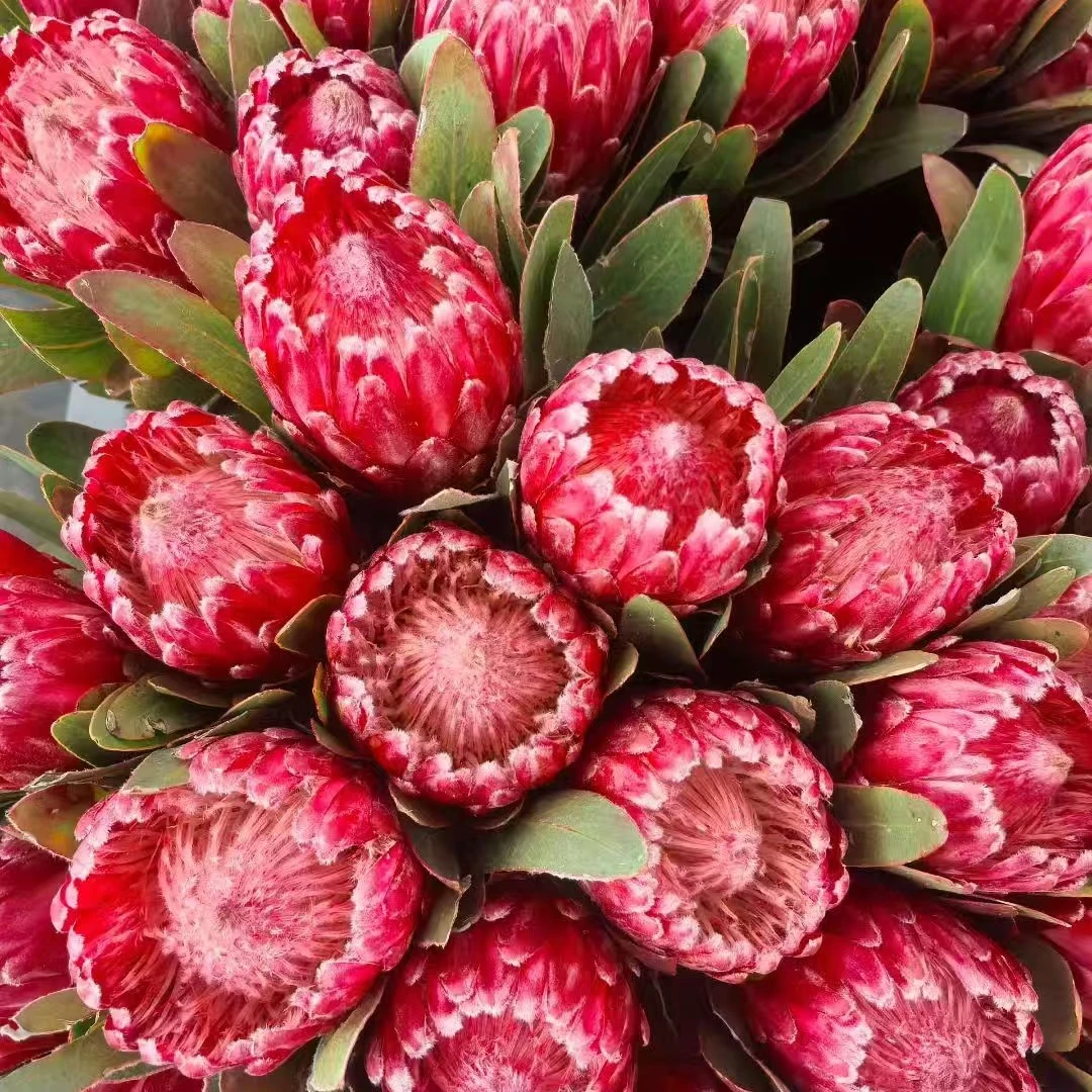 【新鲜公主福利】国产新鲜公主花花鲜花  顺丰 花束