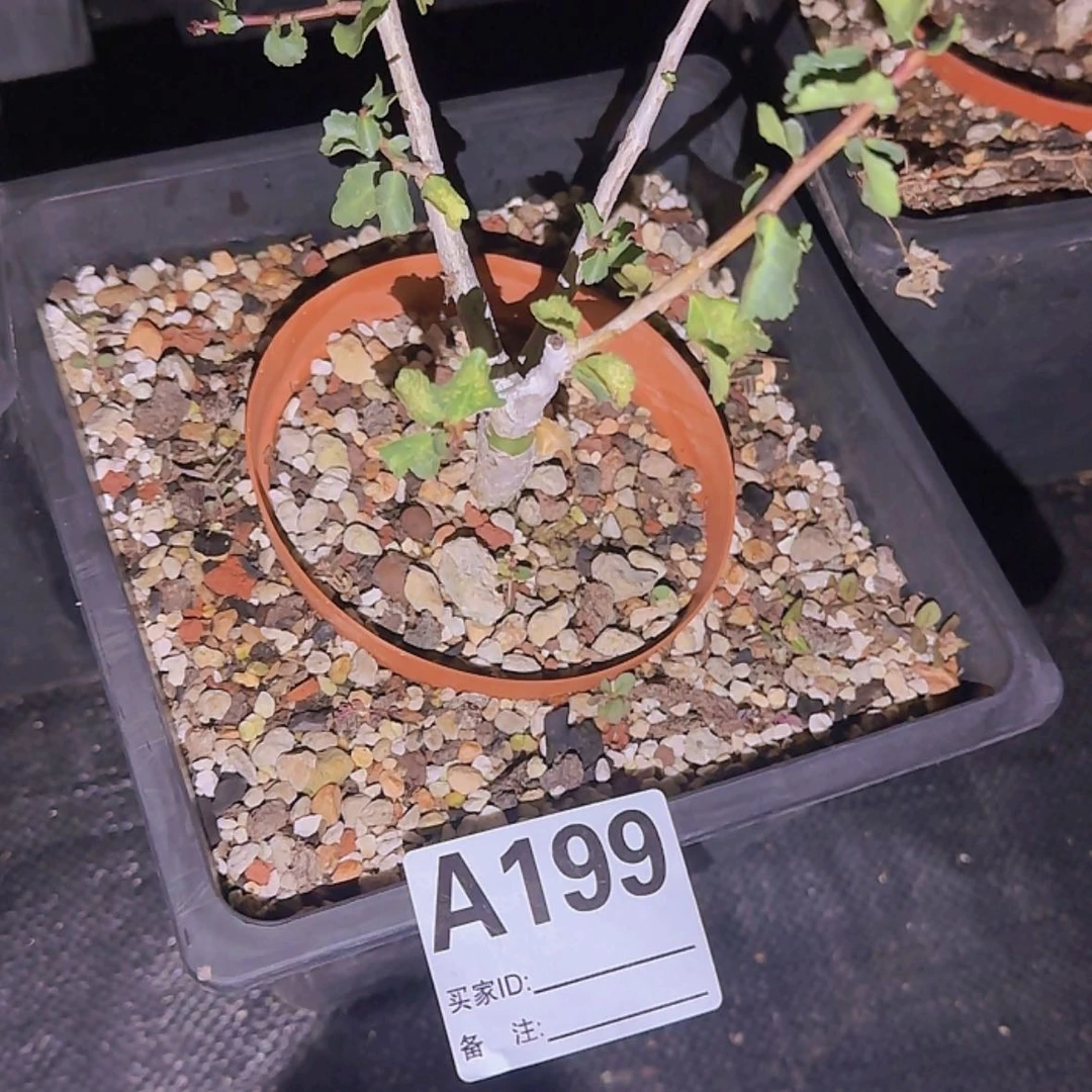 【闪购商品】苏*X块根植物