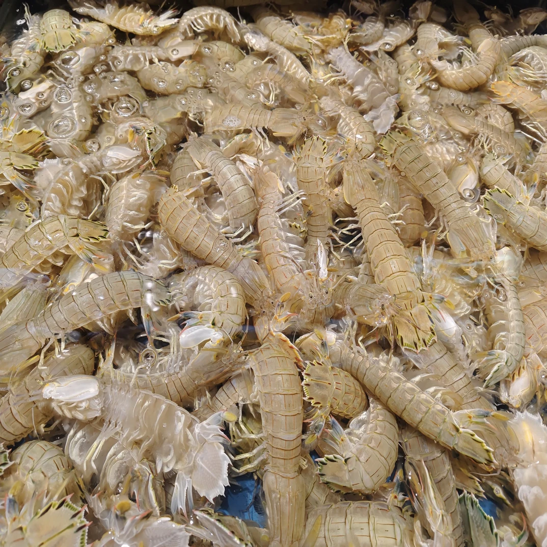 鲜活虾爬子3斤1500g