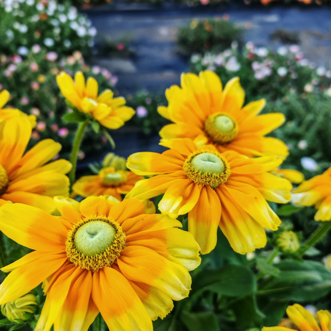 庭院花卉宿根金光菊多年生矮杆品种200粒